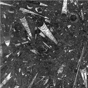Nero Fossil, Fossil Black Limestone Slabs & Tiles