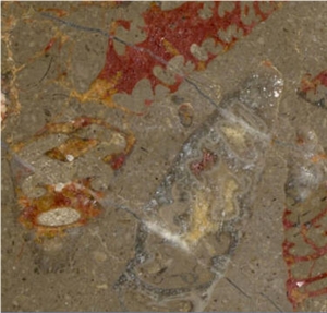 Fossil Red Limestone Slabs & Tiles
