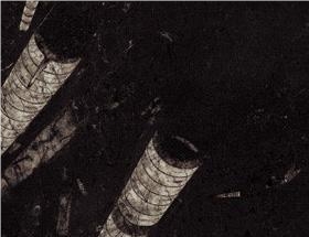 Fossil Black Limestone Slabs & Tiles, Morocco Black Limestone Fossil Black Limestone Slabs & Tiles, Morocco Black Limestone