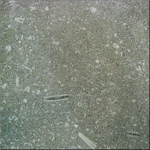 Derbyshire Fossil Limestone Tiles, Derbyshire Limestone