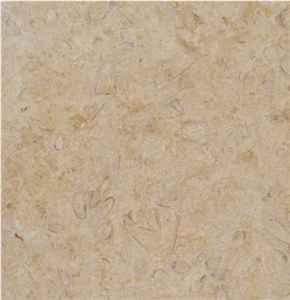 Jerusalem Desert Gold Fossil