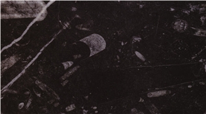 Fossil Black Limestone Slabs & Tiles, Morocco Black Limestone