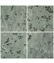 Verde Eucalyptus Granite Tiles, Verde Eucalipto Granite Slab & Tile