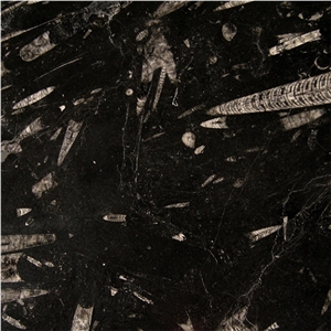 Fossil Black Limestone Slabs & Tiles, Morocco Black Limestone