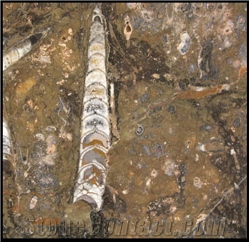 Fossil Brown Limestone Slabs & Tiles