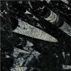 Nero Fossile, Fossil Black Limestone Slabs & Tiles Nero Fossile, Fossil Black Limestone Slabs & Tiles