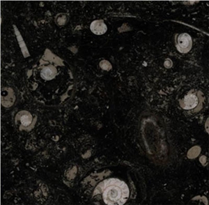 Gran Fossil Marble Slabs & Tiles