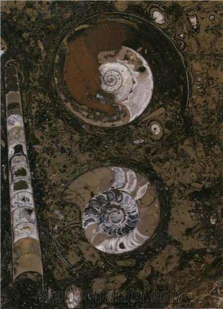 Fossile (Erfoud) Marrone