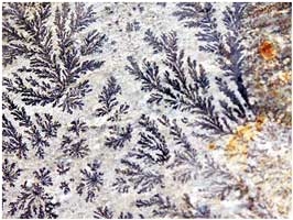 Pelion Stone - Fossilized Stone