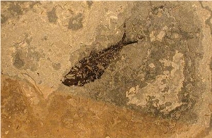Fossil Limestone Slabs & Tiles