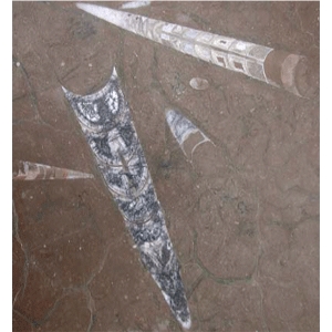 Fossil Brown Limestone Slabs & Tiles, Morocco Brown Limestone Fossil Brown Limestone Slabs & Tiles, Morocco Brown Limestone