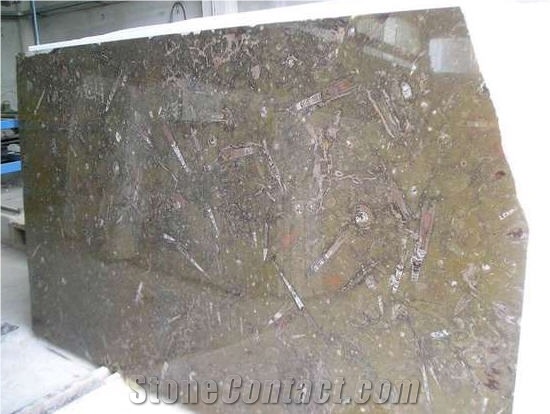 Brown Fossil Marble Slabs