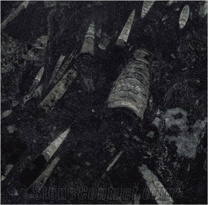 Fossil Black Limestone Slabs & Tiles