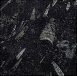 Fossil Black Limestone Slabs & Tiles