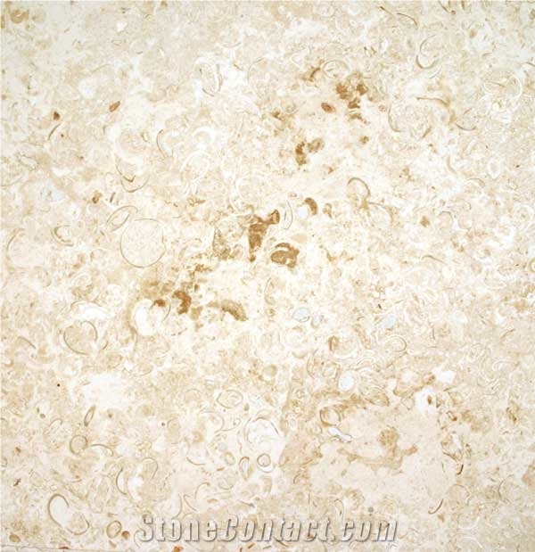 Mexican Shell Stone Limestone Slabs & Tiles