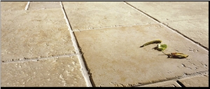 Jerusalem Stone Ghihon Beige