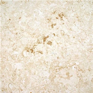 Mexican Shell Stone Limestone Slabs & Tiles