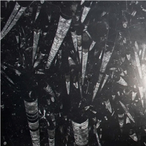 Fossil Black Limestone Slabs & Tiles, Morocco Black Limestone Fossil Black Limestone Slabs & Tiles, Morocco Black Limestone