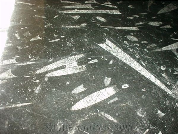 Fossil Black Limestone Slab, Morocco Black Limestone