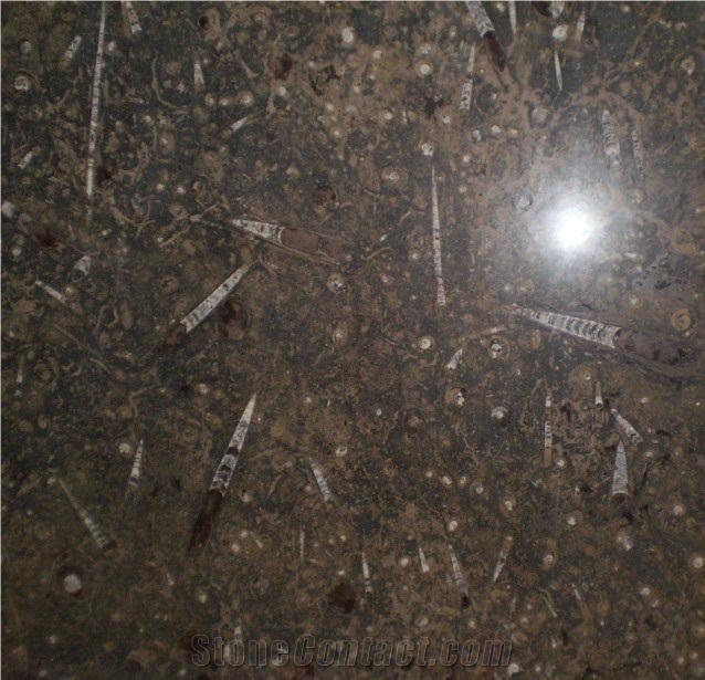 Brown Fossil Marble, Fossile Brown Dark Quartzite Slabs & Tiles