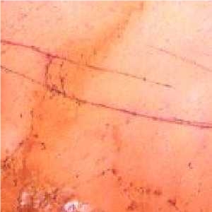 Chamtou Marble Slabs & Tiles