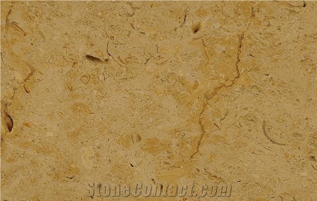 Jerusalem Shells Limestone Slabs & Tiles