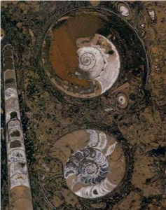 Fossil Brown Limestone Slabs & Tiles, Morocco Brown Limestone