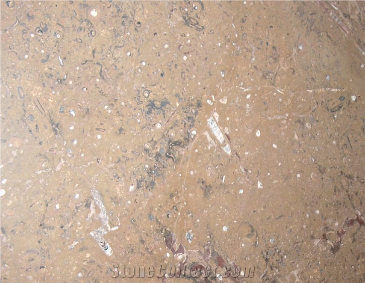 Fossil Brown Limestone Slabs & Tiles, Morocco Brown Limestone