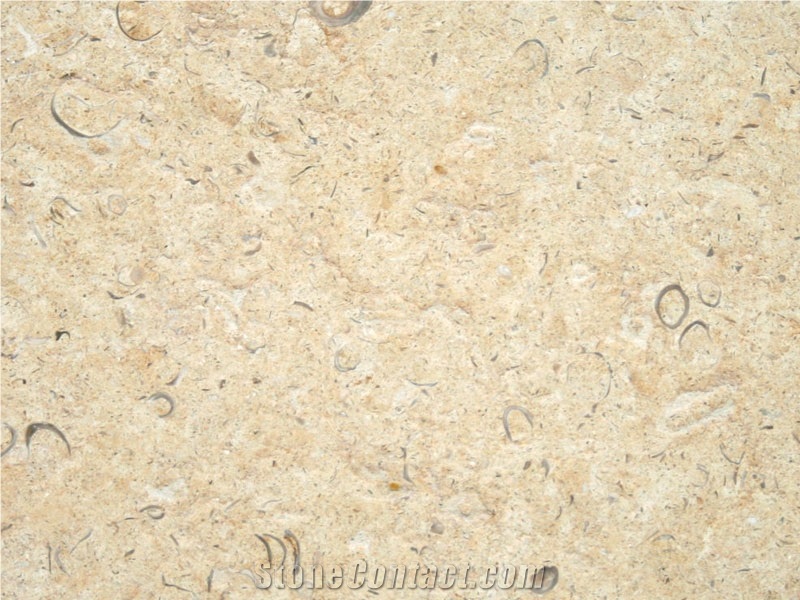 Jerusalem Shells Limestone Slabs & Tiles, Israel Beige Limestone