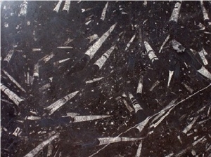 Fossil Black Limestone Slabs & Tiles, Morocco Black Limestone