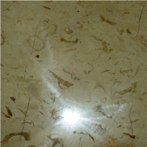 Toros Beige - Shell, Limestone Slabs & Tiles