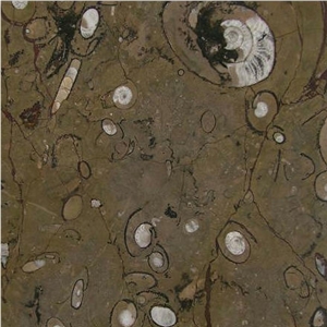 Fossile Marrone, Fossil Brown Limestone Slabs