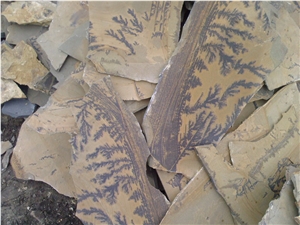 Fossil Sandstone Flagstone