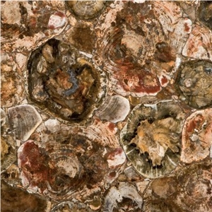 Petrified Wood