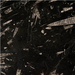 Fossil Black Limestone Slabs & Tiles Fossil Black Limestone Slabs & Tiles