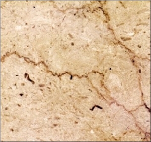 Perlato Sicilia Limestone Slabs & Tiles,Italy Beige Limestone Perlato Sicilia Limestone Slabs & Tiles,Italy Beige Limestone