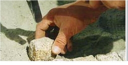 Amarelo De Fonte Arcada Cobble Stone,cubicstone, Yellow Granite