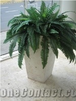 Golden Coral Stone/Shell Stone Planter