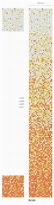 Glass Mosaic P1553