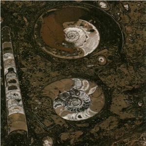 Fossil Brown Limestone Slabs & Tiles