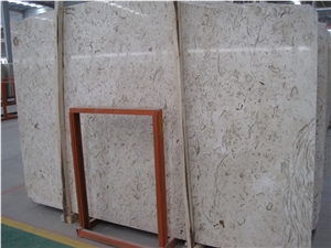 Fossil Limestone Fossil Limestone
