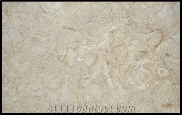 SShell Stone Limestone Slabs & Tiles, Syria Beige Limestone
