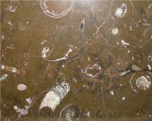 Fossil Brown Marble Slabs, Iceland Brown Marble