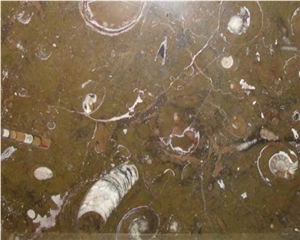 Fossil Brown Marble Slabs, Iceland Brown Marble Fossil Brown Marble Slabs, Iceland Brown Marble
