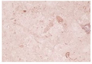Hebron Pink Limestone Tile