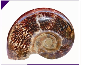 AMMONITE DIFFUSER