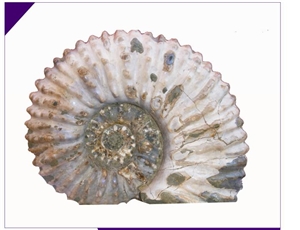 NAUTIL FOSSIL