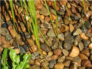 Autum Colours (Wet) Pebble Stone Autum Colours (Wet) Pebble Stone