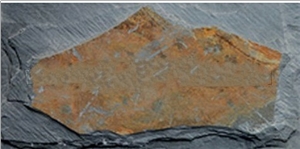 Rusty Slate Mushroom