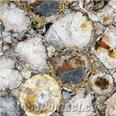 White Petrified Wood